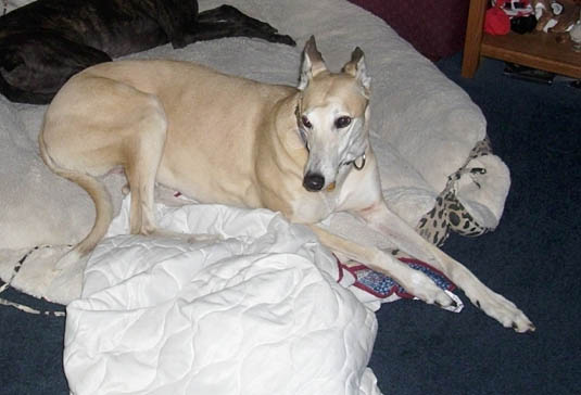 Nico-laying.jpg (45971 bytes)