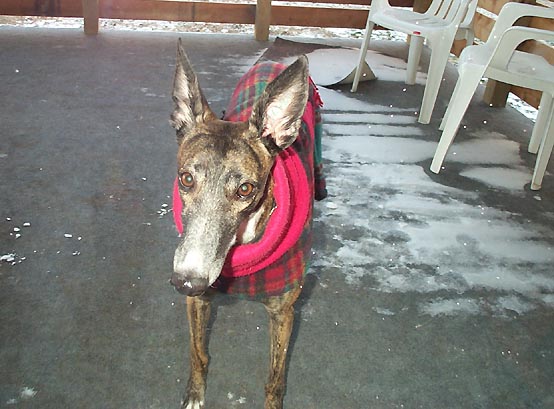 paris-coat.jpg (64737 bytes)