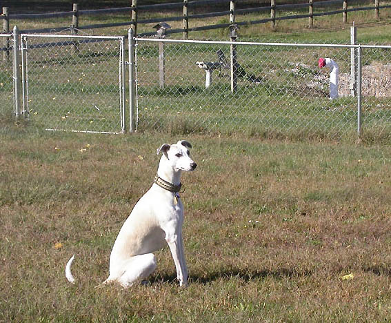 sit-1a.jpg (159985 bytes)