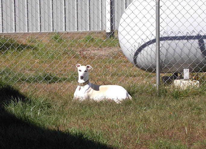 sit-3a.jpg (146724 bytes)